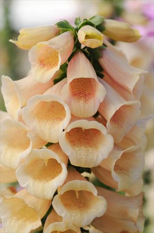 Photo de variété de fleurs à utiliser comme: Plante à massif/ plante de bordure Digitalis purpurea Dalmatian Peach