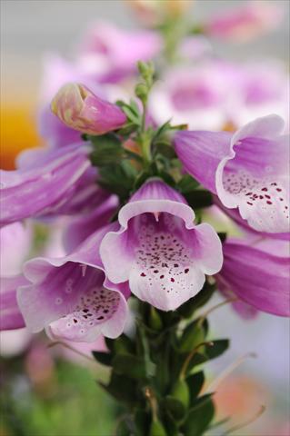 Photo de variété de fleurs à utiliser comme: Plante à massif/ plante de bordure Digitalis purpurea Dalmatian Rose