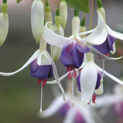 Photo de variété de fleurs à utiliser comme: Pot Fuchsia Delta