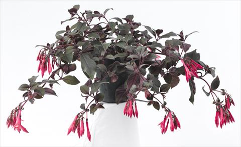 Photo de variété de fleurs à utiliser comme: Pot Fuchsia Eruption