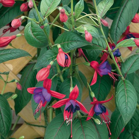 Photo de variété de fleurs à utiliser comme: Pot Fuchsia Lady Boothby