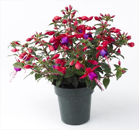 Photo de variété de fleurs à utiliser comme: Pot Fuchsia Sunbeam Rocky