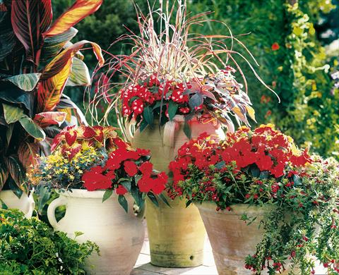 Photo de variété de fleurs à utiliser comme: Pot, Plante à massif, patio, Suspension Impatiens N. Guinea Paradise Woya
