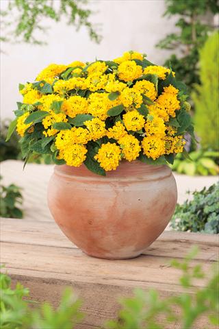 Photo de variété de fleurs à utiliser comme: Pot, Plante à massif, patio Lantana camara Evita® Compact Yellow