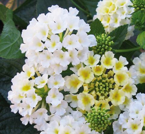 Photo de variété de fleurs à utiliser comme: Pot, Plante à massif, patio Lantana camara Evita® White