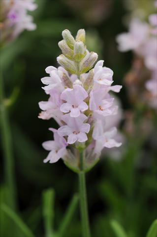 Photo de variété de fleurs à utiliser comme: Pot et Plante à massif Lavandula angustifolia Ellagance Pink