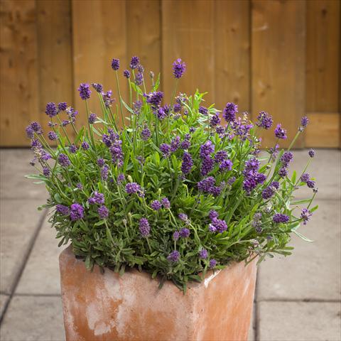Photo de variété de fleurs à utiliser comme: Pot et Plante à massif Lavandula angustifolia Mini Blue