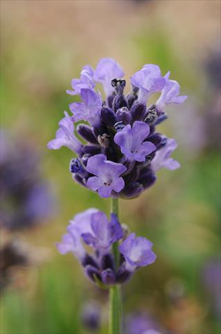 Photo de variété de fleurs à utiliser comme: Pot et Plante à massif Lavandula angustifolia Lavender Mini Blue