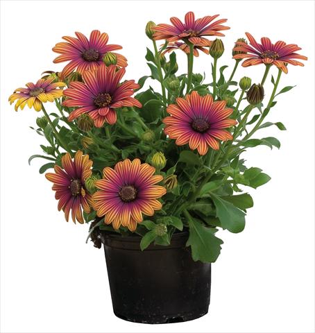 Photo de variété de fleurs à utiliser comme: Pot et Plante à massif Osteospermum Astra® Outback
