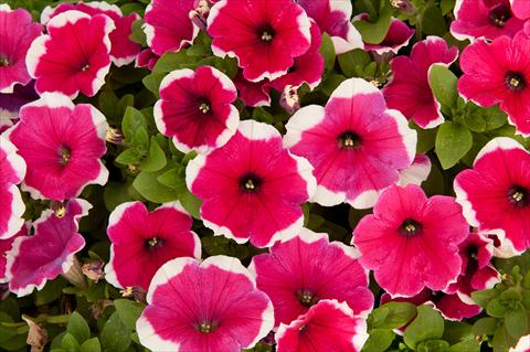 Photo de variété de fleurs à utiliser comme: Pot, Plante à massif, patio, Suspension Petunia Happy® Bicolor Hot Pink
