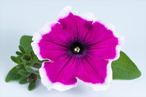 Photo de variété de fleurs à utiliser comme: Pot, Plante à massif, patio, Suspension Petunia Happy® Bicolor Sofia