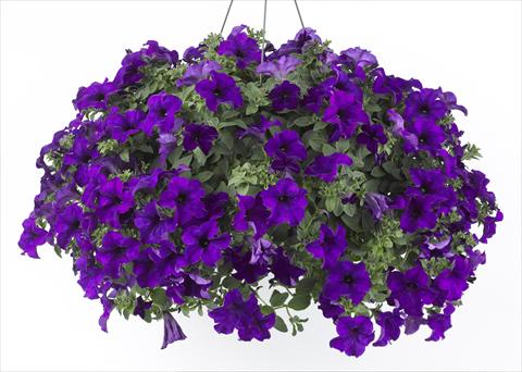Photo de variété de fleurs à utiliser comme: Pot, Plante à massif, patio, Suspension Petunia Happy® Blue