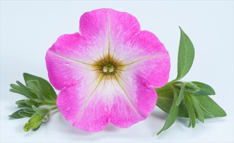 Photo de variété de fleurs à utiliser comme: Pot, Plante à massif, patio, Suspension Petunia Happy® Candy Gum