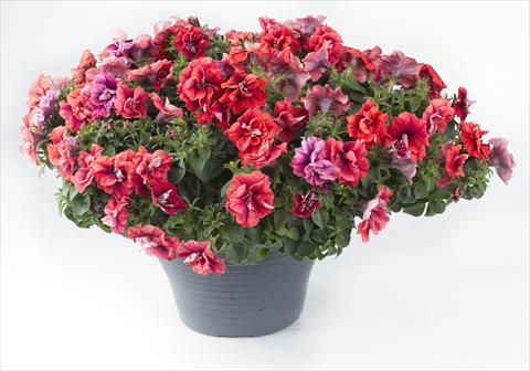 Photo de variété de fleurs à utiliser comme: Pot, Plante à massif, patio, Suspension Petunia Happy® Double Orange