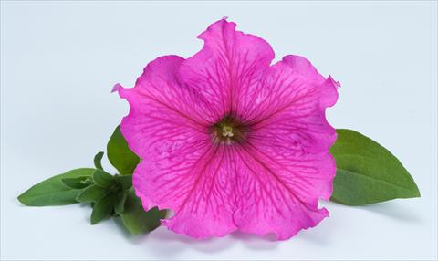Photo de variété de fleurs à utiliser comme: Pot, Plante à massif, patio, Suspension Petunia Happy® Giant Hot Pink
