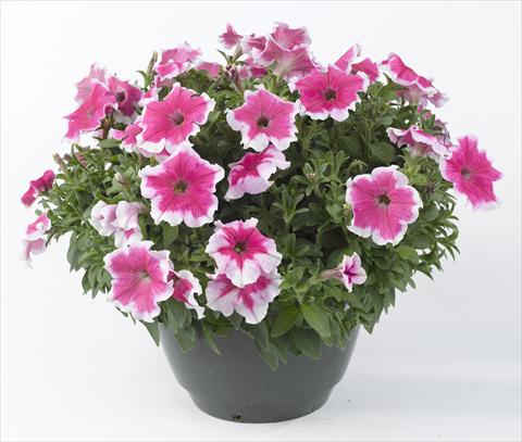 Photo de variété de fleurs à utiliser comme: Pot, Plante à massif, patio, Suspension Petunia Happy® Giant Pink Picotee