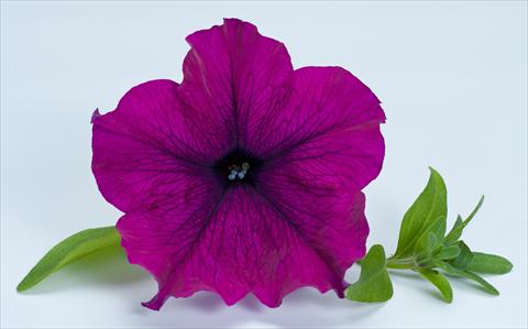 Photo de variété de fleurs à utiliser comme: Pot, Plante à massif, patio, Suspension Petunia Happy® Giant Purple