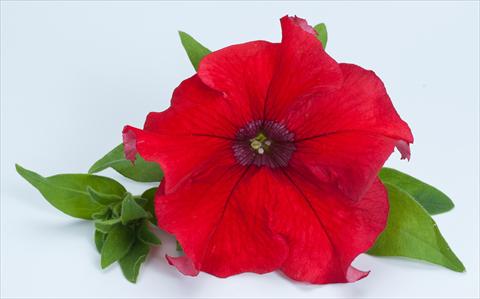 Photo de variété de fleurs à utiliser comme: Pot, Plante à massif, patio, Suspension Petunia Happy® Giant Red