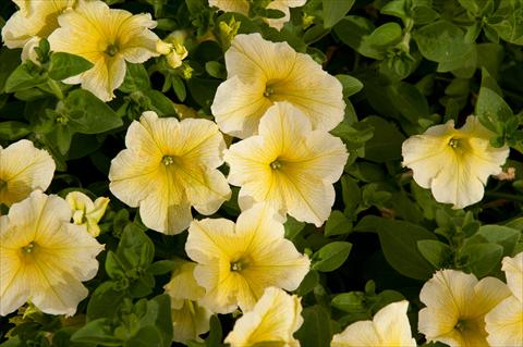 Photo de variété de fleurs à utiliser comme: Pot, Plante à massif, patio, Suspension Petunia Happy® Giant Yellow