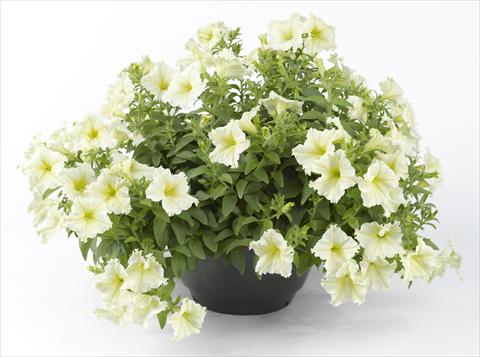 Photo de variété de fleurs à utiliser comme: Pot, Plante à massif, patio, Suspension Petunia Happy® Lemon Fringed