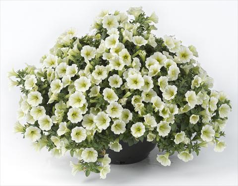 Photo de variété de fleurs à utiliser comme: Pot, Plante à massif, patio, Suspension Petunia Happy® Mini Lemon