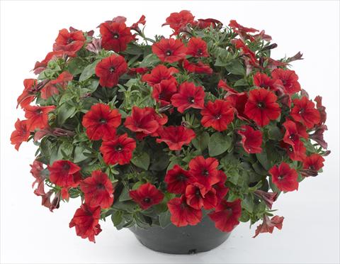 Photo de variété de fleurs à utiliser comme: Pot, Plante à massif, patio, Suspension Petunia Happy® Patio Red