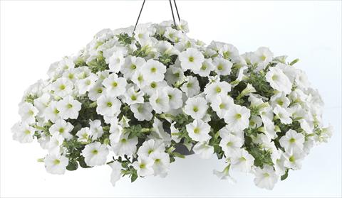 Photo de variété de fleurs à utiliser comme: Pot, Plante à massif, patio, Suspension Petunia Happy® White