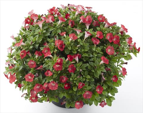 Photo de variété de fleurs à utiliser comme: Pot, Plante à massif, patio, Suspension Petunia Mini Me Baby Red