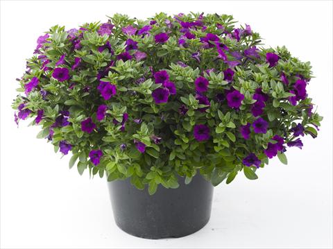 Photo de variété de fleurs à utiliser comme: Pot, Plante à massif, patio, Suspension Petunia Mini Me Blue