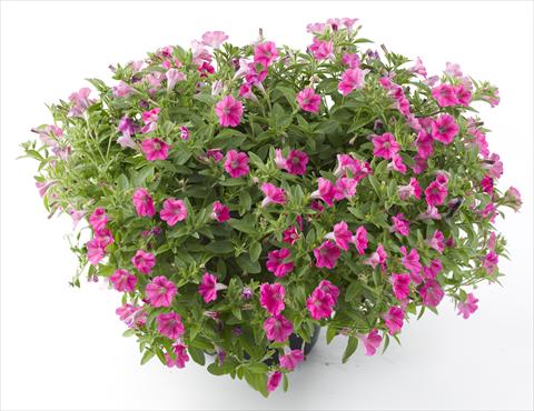 Photo de variété de fleurs à utiliser comme: Pot, Plante à massif, patio, Suspension Petunia Mini Me Hot Pink