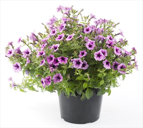 Photo de variété de fleurs à utiliser comme: Pot, Plante à massif, patio, Suspension Petunia Mini Me Lilac Vein