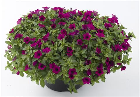 Photo de variété de fleurs à utiliser comme: Pot, Plante à massif, patio, Suspension Petunia Mini Me Purple