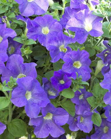 Photo de variété de fleurs à utiliser comme: Pot, Plante à massif, patio, Suspension Petunia Surfinia® Giant Blue