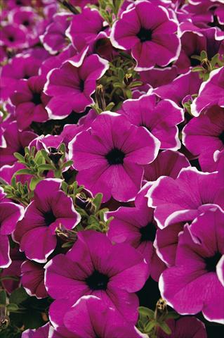 Photo de variété de fleurs à utiliser comme: Pot, Plante à massif, patio, Suspension Petunia Surfinia® Giant Purple Picotee