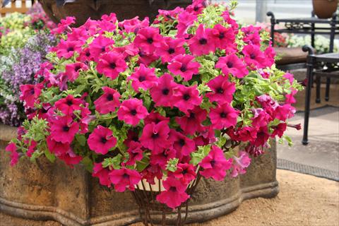 Photo de variété de fleurs à utiliser comme: Pot, Plante à massif, patio, Suspension Petunia Surfinia® Giant Purple