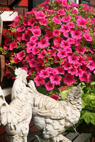 Photo de variété de fleurs à utiliser comme: Pot, Plante à massif, patio, Suspension Petunia Surfinia® Hot Pink