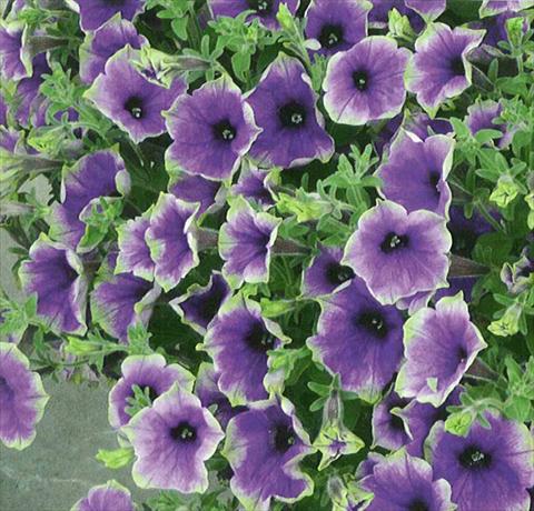 Photo de variété de fleurs à utiliser comme: Pot, Plante à massif, patio, Suspension Petunia Surfinia® Moonlight Eclipse