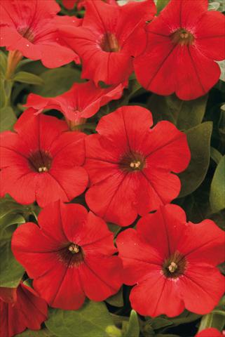 Photo de variété de fleurs à utiliser comme: Pot, Plante à massif, patio, Suspension Petunia Surfinia® Patio Red
