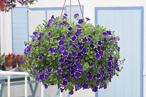 Photo de variété de fleurs à utiliser comme: Pot, Plante à massif, patio, Suspension Petunia Surfinia® Picotee Blue
