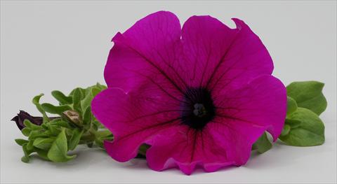 Photo de variété de fleurs à utiliser comme: Pot, Plante à massif, patio, Suspension Petunia Surfinia® Purple