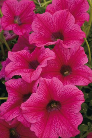 Photo de variété de fleurs à utiliser comme: Pot, Plante à massif, patio, Suspension Petunia Surfinia® Rose Vein