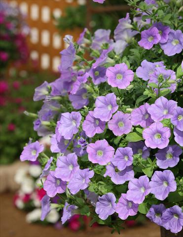 Photo de variété de fleurs à utiliser comme: Pot, Plante à massif, patio, Suspension Petunia Surfinia® Sky Blue
