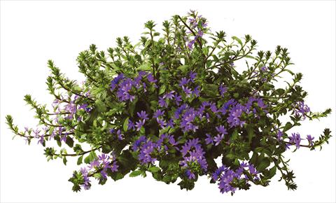 Photo de variété de fleurs à utiliser comme: Pot, patio, Suspension Scaevola aemula Euphoria Blue