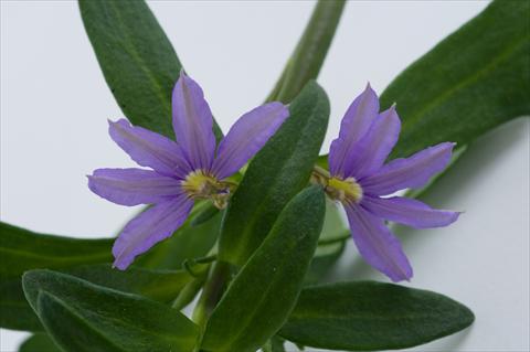 Photo de variété de fleurs à utiliser comme: Pot, patio, Suspension Scaevola aemula Euphoria Compact Blue
