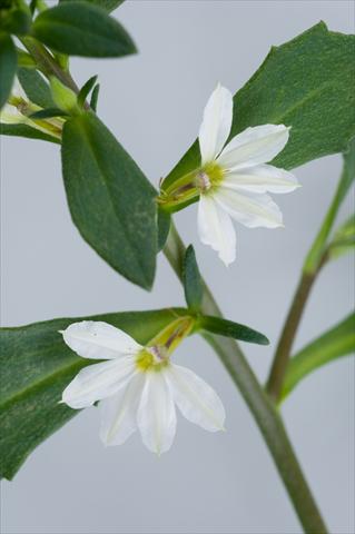 Photo de variété de fleurs à utiliser comme: Pot, patio, Suspension Scaevola aemula Euphoria White
