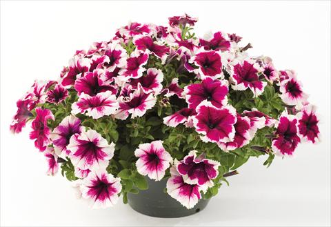Photo de variété de fleurs à utiliser comme: Pot, Plante à massif, patio, Suspension Petunia Happy® Giant Bicolor Purple Picotee