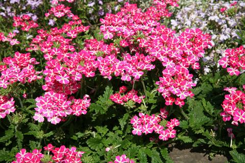 Photo de variété de fleurs à utiliser comme: Pot, patio, Suspension Verbena Estrella Pink Star