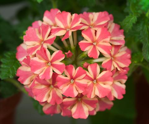 Photo de variété de fleurs à utiliser comme: Pot, patio, Suspension Verbena Estrella Salmon Star