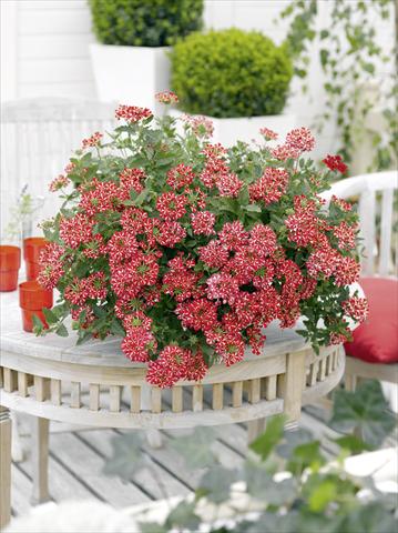 Photo de variété de fleurs à utiliser comme: Pot, patio, Suspension Verbena Estrella Voodo Star