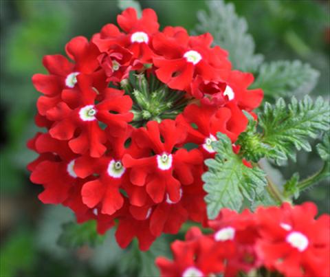 Photo de variété de fleurs à utiliser comme: Pot, patio, Suspension Verbena Lapel Red with Eye